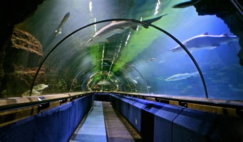 Deep Sea World Aquarium Edinburgh
