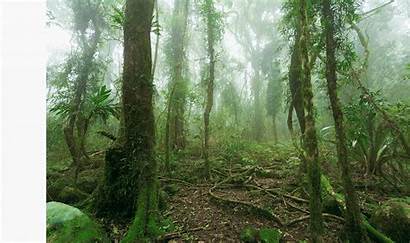 Forest Elena Santa Rainforest Rica Costa Cloud