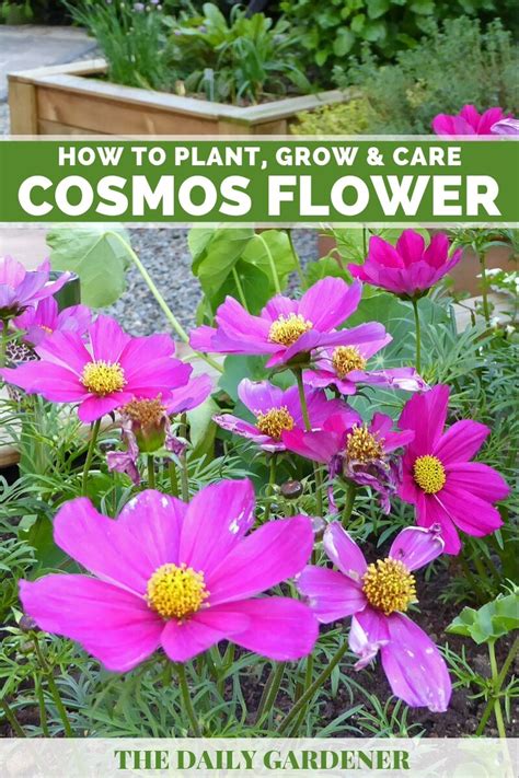 Cosmos Flower How To Plant Grow And Care The Daily Gardener