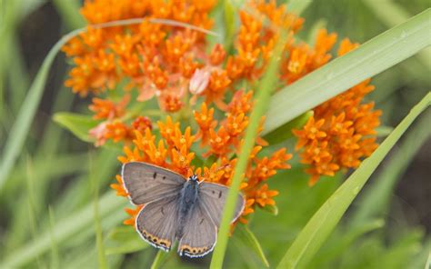 Since political boundries aren't natural, these plants can. Plant This, Not That | Plants, Native plants, Milkweed plant