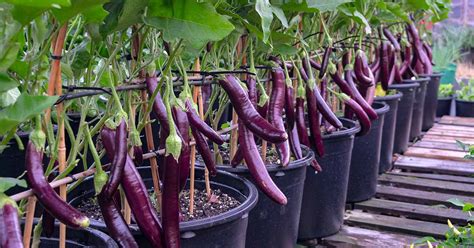 How To Grow Eggplant In Containers Gardeners Path