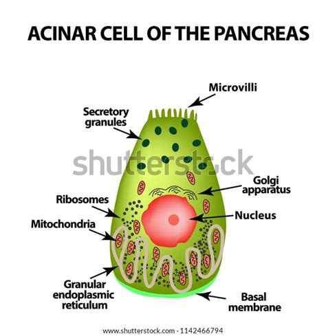Pancreatic Acini Cells Images Stock Photos Vectors Shutterstock