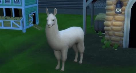 The Sims 4 How To Get Llamas And Take Care Of Them