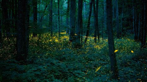 See Fireflies Magically Light Up This National Park