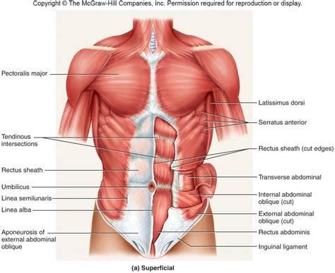 Anatomy Abdomen Belly Button Human Body Anatomy Muscle Diagram