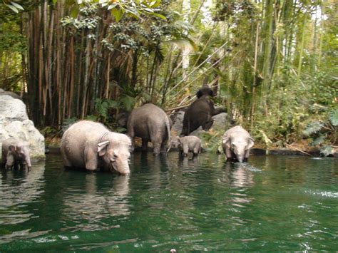 Image Jungle Cruise Elephants Disney Parks Wiki