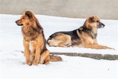 Two Big Brown Dogs In The Snow In Winter Stock Photo Image Of