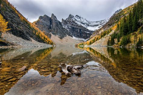 Autumn Is Beautiful In The Canadian Rockies Larch Trees