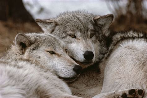 Pair Bonding In The Animal Kingdom Marriage