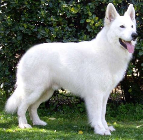 5 Common Questions About The White German Shepherd Animalso