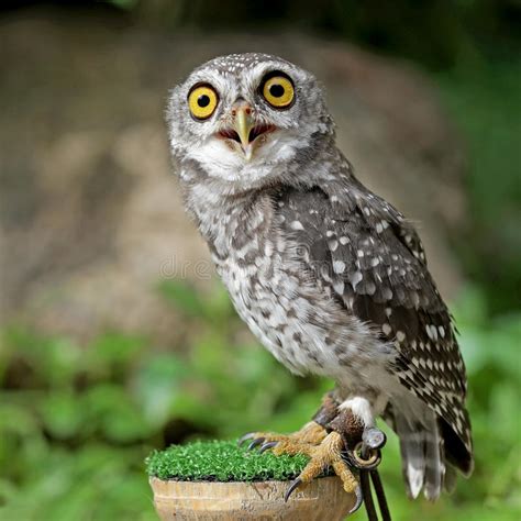 Spotted Owlet Or Athene Brama Bird Stock Image Image Of