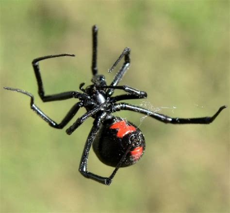 The black widow spider is a large widow spider found throughout the world and commonly associated with urban habitats or agricultural areas. Black Widow Spider Pest Control | Barrier Pest Solutions