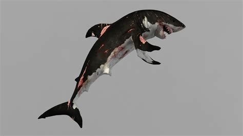 Shark 3d Models 2017 Pbr Game Ready Low Poly Cgtrader