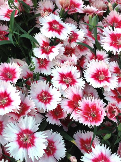 China Pink Sowing Planting And Advice On Caring For It