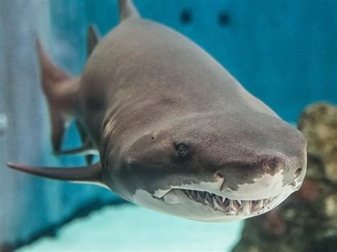 Перевод слова shark, американское и британское произношение, транскрипция, словосочетания, однокоренные слова, примеры использования. The Loveable Giant of Shark Lagoon | Aquarium Blog ...