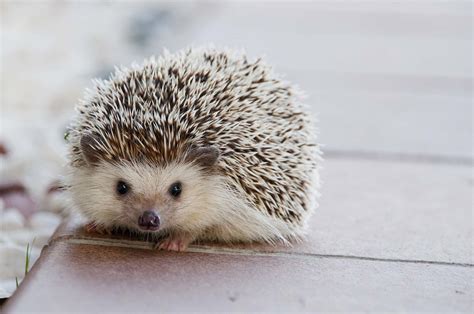 50 Unexpected Hedgehog Facts You Never Knew About