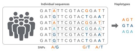 Allele Vs Genotype Vs Haplotype And More Genotyping Terms Idt