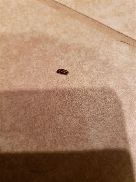 Austin Tx Very Small Thin Bug With Hard Shell Black