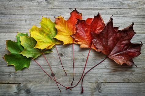 Autumn Maple Leaf Transition Mental Health Recovery