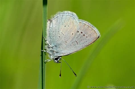 Small Blue Butterfly Cupido Minimus Urban Butterfly Garden