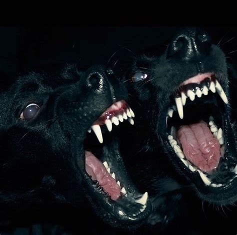 Tumblrpez2eine2v1vc2kggo11280 750×743 Angry Dog Dog Teeth