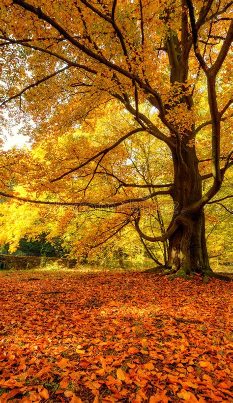 Beautiful Autumn Tree With Fallen Dry Leaves Stock Photo