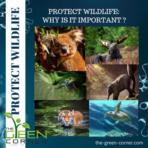 Protect Wildlife Why Its Important