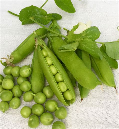 Alaska Extra Early Pea Pisum Sativum Annies Heirloom Seeds