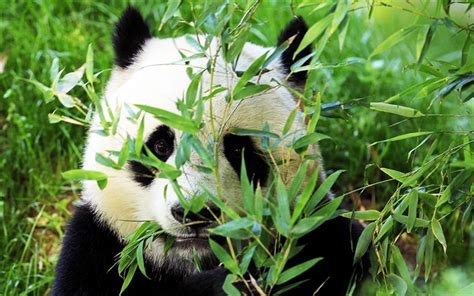 Download Wallpapers Panda Jungle Wildlife Cute Animals Bear For