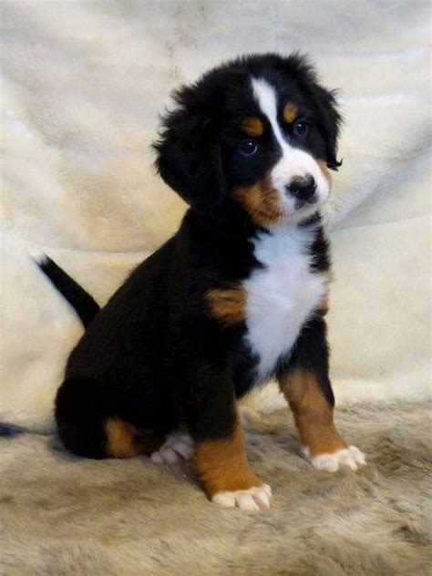 Berner Sennen Baby Dogs Puppies And Kitties Pampered Puppies