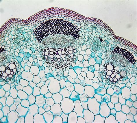 Dicot Stem Cross Section Herbaceous Stem Cross Sections Carlson
