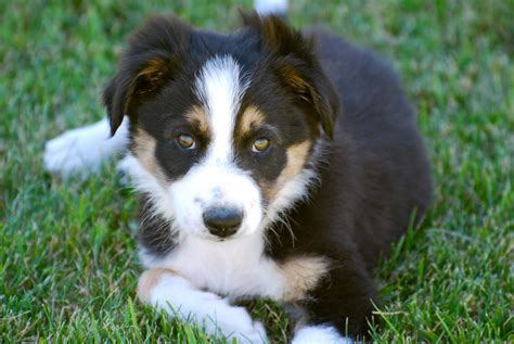Hillcrest Border Collies Available Male Puppies
