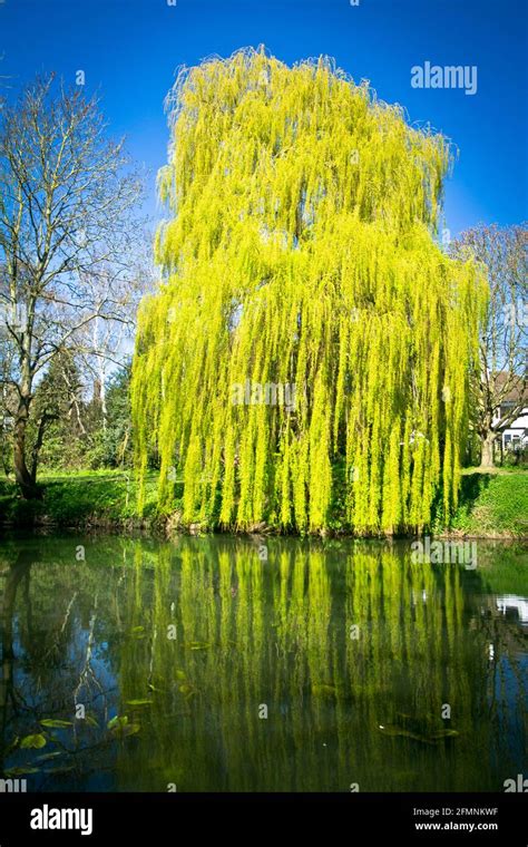 Willow Trees Reflection Spring In Upminster Essex England Stock
