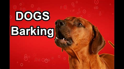 Dog Barking Sounds Make Your Dog Go Crazy Dog Breeds Barking Hd