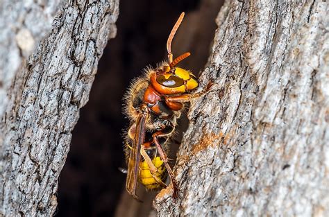 What Is The Largest Wasp In The World