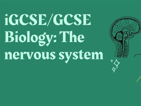 Igcsegcse Biology The Nervous System Teaching Resources