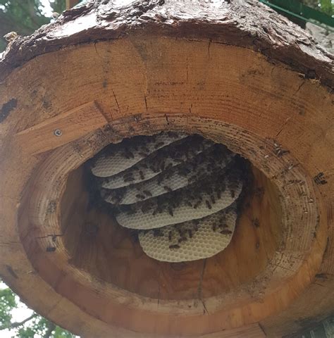 The Log Hive Bee Kind Hives