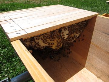 In any hive (top bar or otherwise) i think a top entrance in the winter is always a good plan. Langstroth, Top-Bar or Warre?: Choose the Right Hive for ...