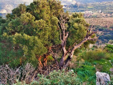 Tests suggests some varieties of olive trees appear to be resistant to an invasive pathogen posing a serious risk to europe's olive industry. An olive tree very close to a dried tree. Living and Dead ...