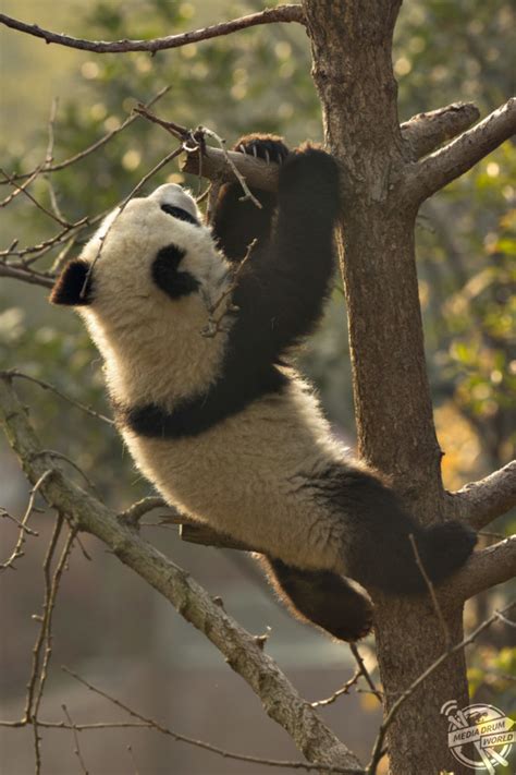 Hilarious Images Capture The Moment Cute Baby Panda Gets Stuck In Tree
