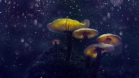 wallpapers hd magical mushrooms