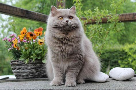 10 Best British Cat Breeds