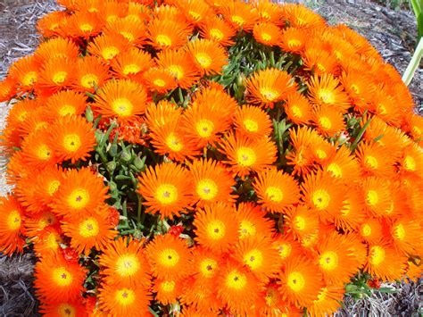 Free Picture Clump Bright Orange Flowers
