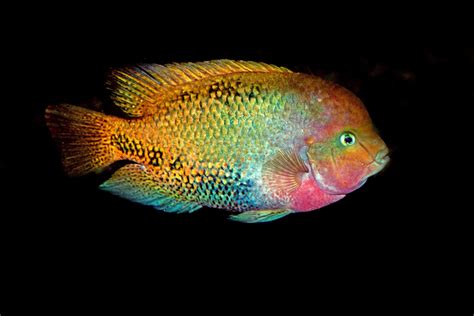 Redhead Cichlid Vieja Melanurus Ultimate Care Guide Fish Laboratory