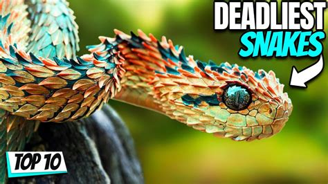 Top 10 Deadliest Snakes On The Planet Youtube