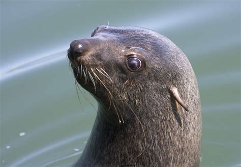Seal Trips In South Africa