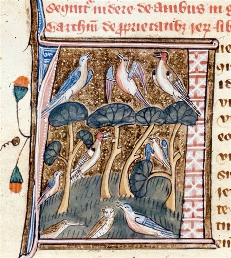 Johan Oosterman On Twitter Medieval Manuscript Birds Medieval