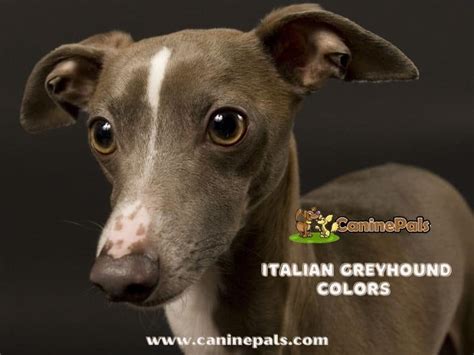 Italian Greyhound Colors Canine Pals
