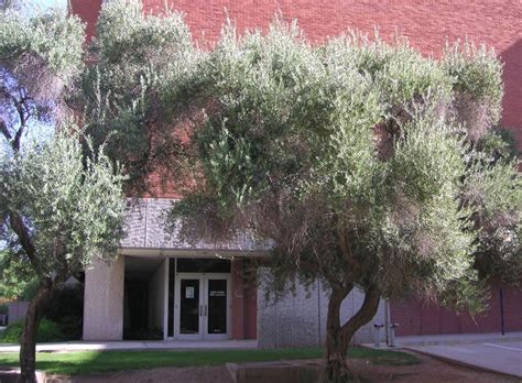 Around a year or two to yes, swan hill is on the murray river. Page not found | Swan hill, Plants, Olive tree