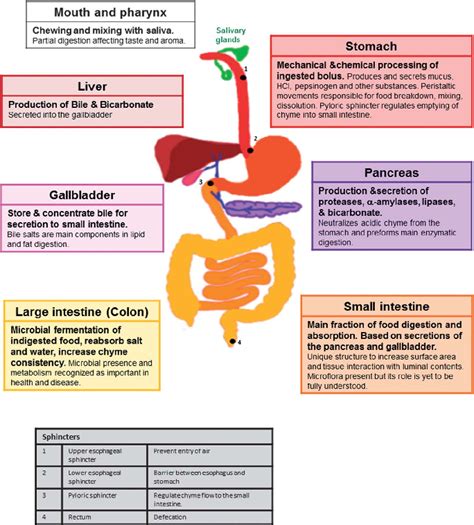A Summary Of The Structure Of The Human Gastrointestinal System Its